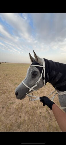 حصان عربي عمره ٣ سنوات 
