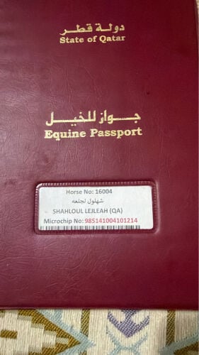 ًعربي ريسس 
