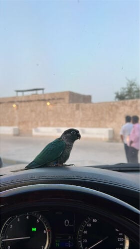كنيور تركواز