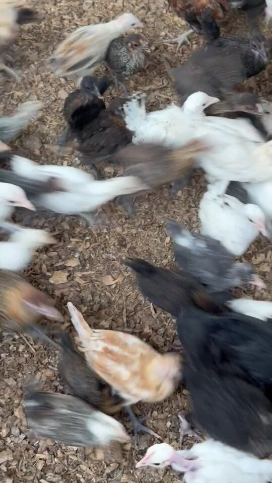 فروخ دجاج بلدي