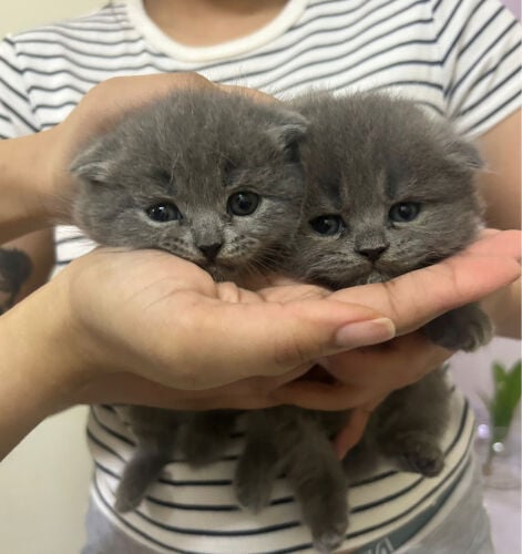 Scottish Fold Kitten