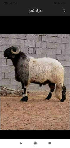 قصاب