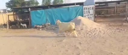 فحل عارضي اصفر حار