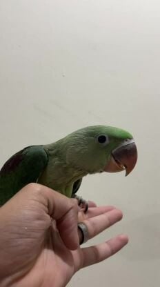 Alexander/ Nepali chick (male)