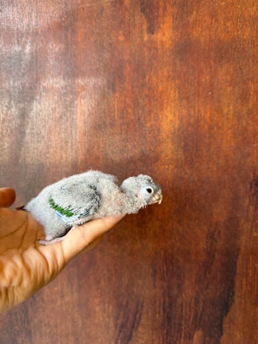 green-cheecked conure chick