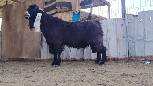 للبيع فحل عارضي فاخر