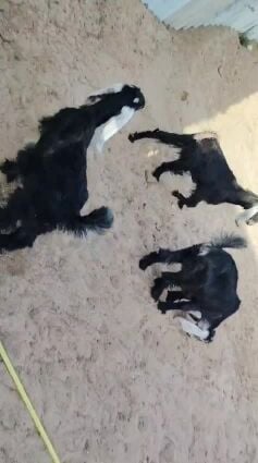 جمد عوارض