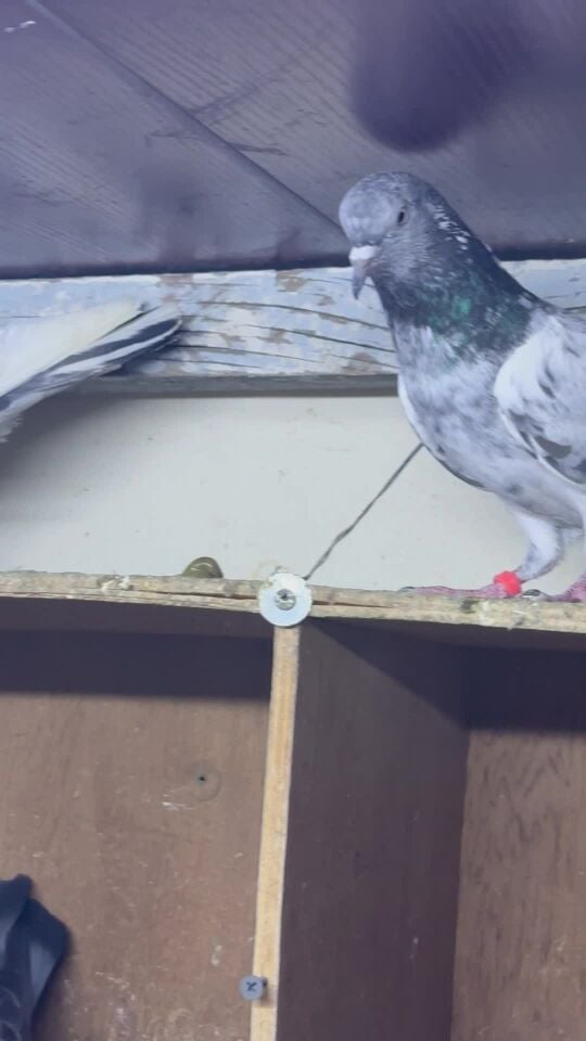 urgent sale 1 peigon 150riyal