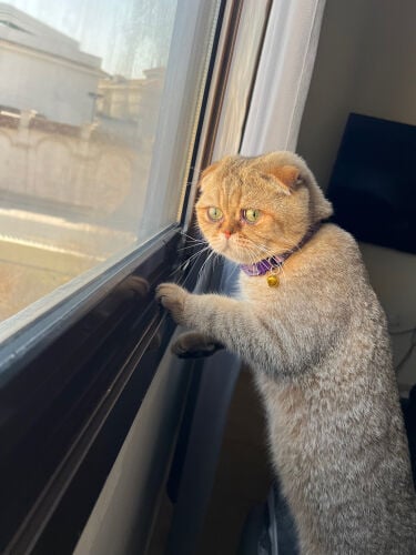 Scottish Fold