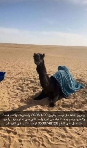 راعي حلاال هندي