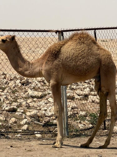 للبيع حيران عدد 2 انتاج محلي 