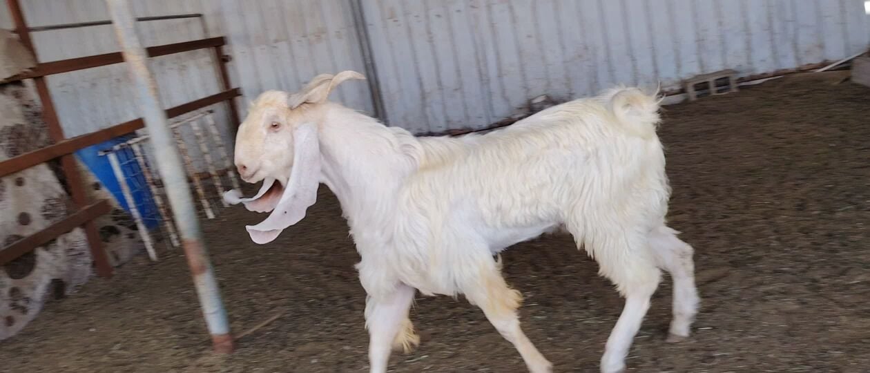للبيع فحل طيب