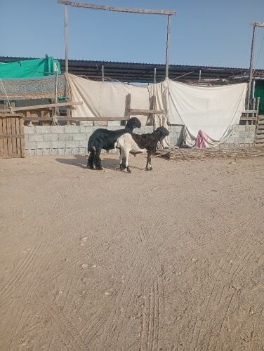 خرفان بلديه وسمان فل الفل ماشالله