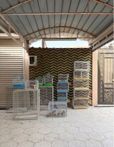 cages and food for birds 