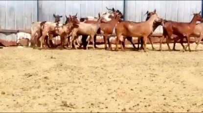 للبيع معزه عمانيات جيشيات فاخره