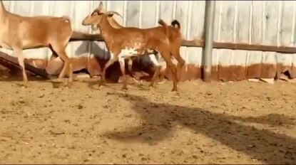 للبيع معزه عمانيات حمر فاخره طيبه