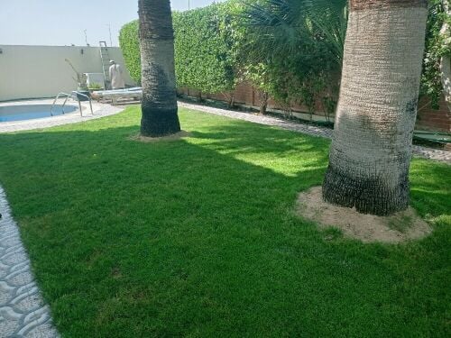 جاوید البلوشی
