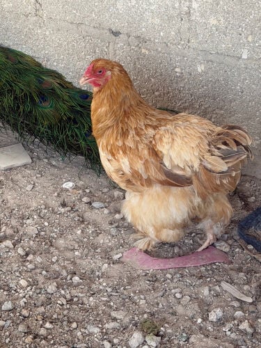 hen and rooster