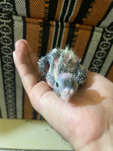 cocktail baby