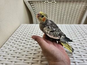 Young Tamed Cockatiel