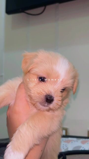 all colors Maltese puppys for sale