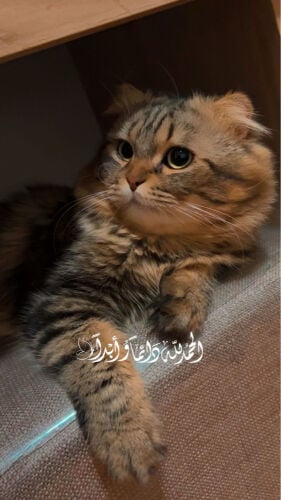 lost cat