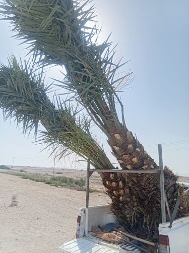 انواع انخيل