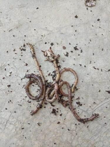 120pcs red wiggler earthworms