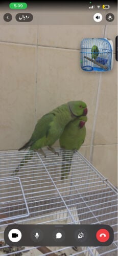 Indian Ringneck trained pair