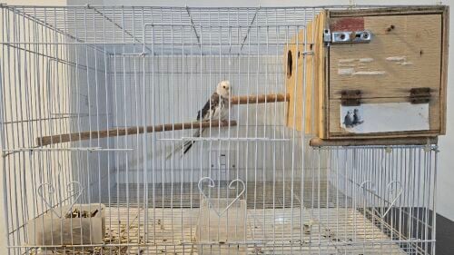 Beautiful Whiteface Cockatiel