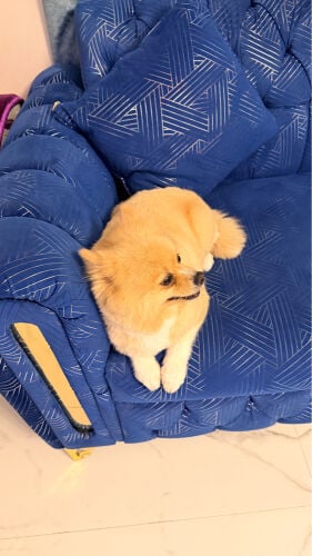 Pomeranian