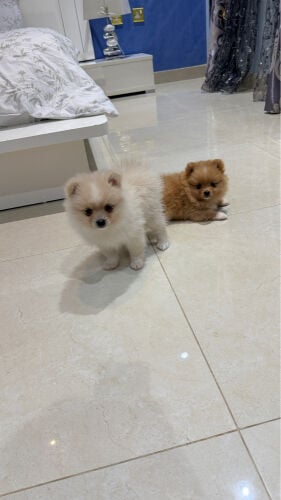 Pomeranian