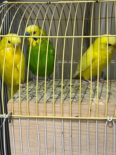 birds budgies 1 male 2 female 