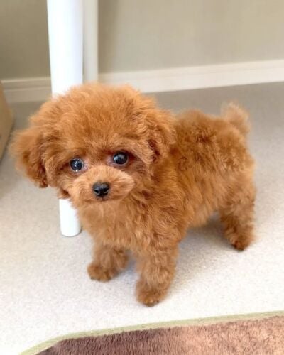 toy poodle puppies for sale