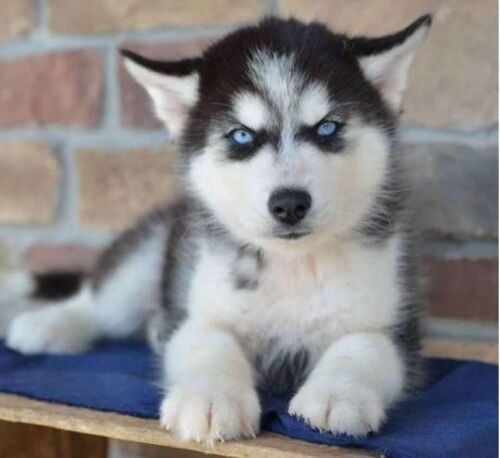 Siberian huskies puppies for sale