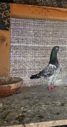 Pakistani pigeons.  Good bloodline