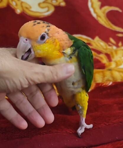 Caique bird
