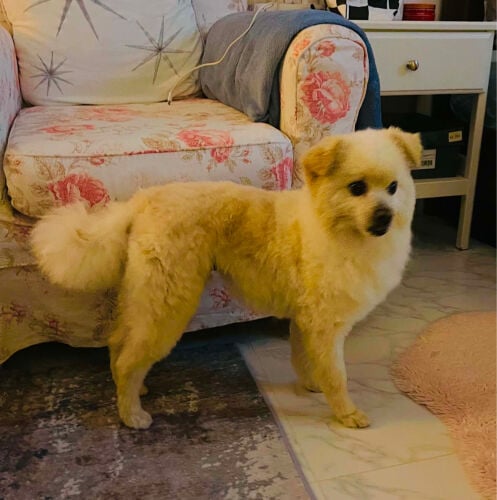 dog pomrinan