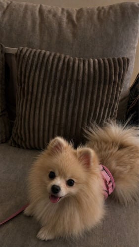  Pomeranian for sale 