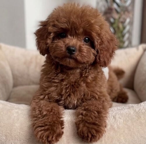 wanted poodle puppy