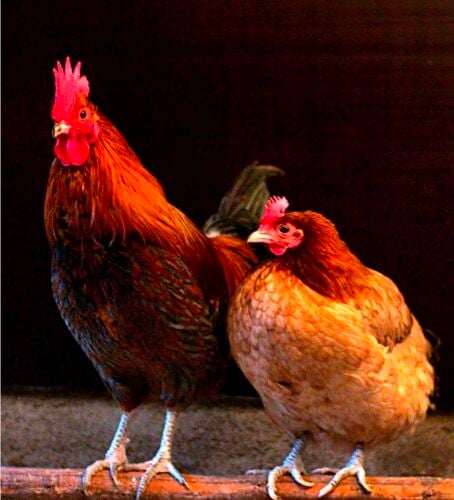 Looking for a poultry farm
