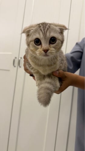 Scottish fold kittens 