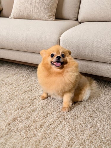 female pomeranian 