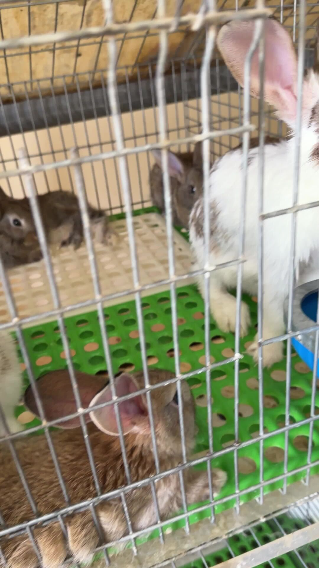 rabbits for sale