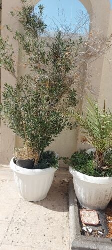 plant pots