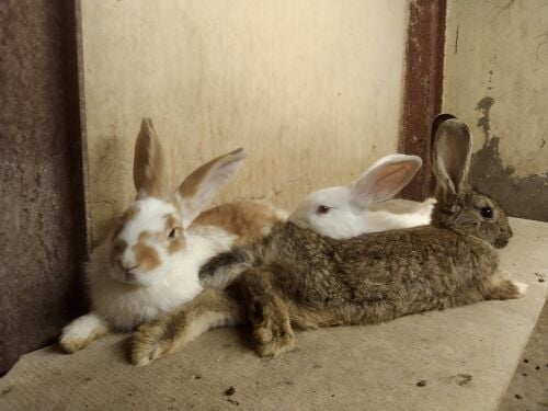 rabbits