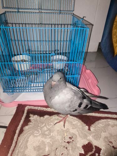 Small homing pigeon with cage