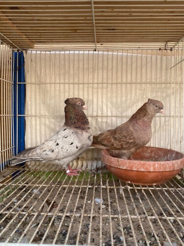 بوشهر.  