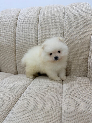 Pomeranian pure top quality