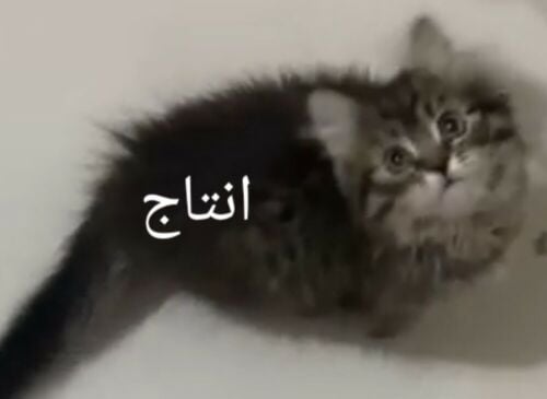 ليو و ليون للتزاوج مو تبني ذكور